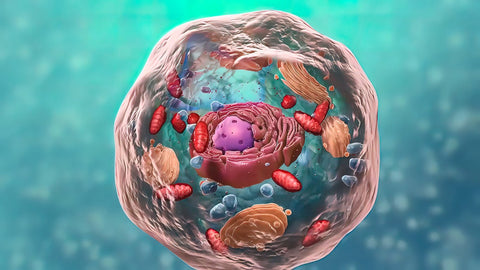 Näring för membranen – cellens portvakter - Naturshopen.se