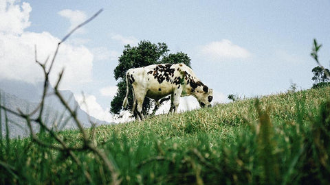 Nötlever - Det Mest Näringstäta Födoämnet - Naturshopen.se